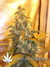 Auto FastBerry fem - автоцветущие феминизированные семена конопли от Fast Buds
