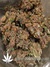 Auto FastBerry fem - автоцветущие феминизированные семена конопли от Fast Buds