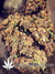 Auto FastBerry fem - автоцветущие феминизированные семена конопли от Fast Buds