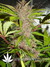 Auto FastBerry fem - автоцветущие феминизированные семена конопли от Fast Buds