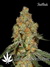 Auto Grapefruit fem - автоцветущие феминизированные семена конопли от Fast Buds