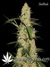 Auto Grapefruit fem - автоцветущие феминизированные семена конопли от Fast Buds