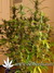 Auto Grapefruit fem - автоцветущие феминизированные семена конопли от Fast Buds