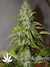 Auto Grapefruit fem - автоцветущие феминизированные семена конопли от Fast Buds