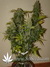 Auto Grapefruit fem - автоцветущие феминизированные семена конопли от Fast Buds