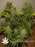Auto Grapefruit fem - автоцветущие феминизированные семена конопли от Fast Buds