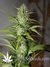 Auto Grapefruit fem - автоцветущие феминизированные семена конопли от Fast Buds