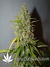 Auto Grapefruit fem - автоцветущие феминизированные семена конопли от Fast Buds