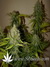 Auto Grapefruit fem - автоцветущие феминизированные семена конопли от Fast Buds