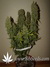 Auto Grapefruit fem - автоцветущие феминизированные семена конопли от Fast Buds