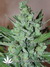 Auto La frutta di Venus fem - автоцветущие феминизированные семена конопли от Delicious Seeds
