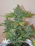 Auto La frutta di Venus fem - автоцветущие феминизированные семена конопли от Delicious Seeds