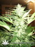 Auto La musa fem - автоцветущие феминизированные семена конопли от Delicious Seeds