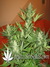 Auto La musa fem - автоцветущие феминизированные семена конопли от Delicious Seeds