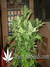 Auto La musa fem - автоцветущие феминизированные семена конопли от Delicious Seeds