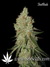 Auto LSD-25 fem - автоцветущие феминизированные семена конопли от Fast Buds