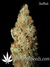 Auto LSD-25 fem - автоцветущие феминизированные семена конопли от Fast Buds