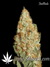 Auto LSD-25 fem - автоцветущие феминизированные семена конопли от Fast Buds