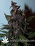 Auto LSD-25 fem - автоцветущие феминизированные семена конопли от Fast Buds