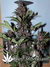 Auto LSD-25 fem - автоцветущие феминизированные семена конопли от Fast Buds