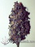 Auto LSD-25 fem - автоцветущие феминизированные семена конопли от Fast Buds