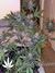 Auto LSD-25 fem - автоцветущие феминизированные семена конопли от Fast Buds