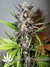 Auto LSD-25 fem - автоцветущие феминизированные семена конопли от Fast Buds