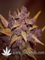 Auto LSD-25 fem - автоцветущие феминизированные семена конопли от Fast Buds
