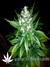 Auto LSD-25 fem - автоцветущие феминизированные семена конопли от Fast Buds