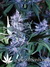 Auto LSD-25 fem - автоцветущие феминизированные семена конопли от Fast Buds
