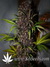 Auto LSD-25 fem - автоцветущие феминизированные семена конопли от Fast Buds