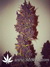 Auto LSD-25 fem - автоцветущие феминизированные семена конопли от Fast Buds