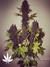 Auto LSD-25 fem - автоцветущие феминизированные семена конопли от Fast Buds