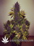 Auto LSD-25 fem - автоцветущие феминизированные семена конопли от Fast Buds
