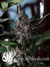 Auto LSD-25 fem - автоцветущие феминизированные семена конопли от Fast Buds