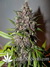 Auto LSD-25 fem - автоцветущие феминизированные семена конопли от Fast Buds