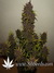 Auto LSD-25 fem - автоцветущие феминизированные семена конопли от Fast Buds