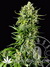 Auto Mass fem - автоцветущие феминизированные семена конопли от Grass-O-Matic