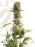 Auto Mass fem - автоцветущие феминизированные семена конопли от Grass-O-Matic