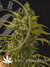 Auto Mass fem - автоцветущие феминизированные семена конопли от Grass-O-Matic