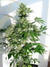 Auto Mass fem - автоцветущие феминизированные семена конопли от Grass-O-Matic