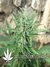 Auto Northern Light Blue fem - автоцветущие феминизированные семена конопли от Delicious Seeds