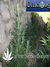 Auto Northern Light Blue fem - автоцветущие феминизированные семена конопли от Delicious Seeds