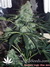 Auto Northern Light Blue fem - автоцветущие феминизированные семена конопли от Delicious Seeds