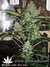 Auto Northern Light Blue fem - автоцветущие феминизированные семена конопли от Delicious Seeds