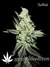 Auto Pineapple Express fem (Ананасовый экспресс) - автоцветущие феминизированные семена конопли от Fast Buds