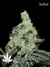 Auto Pineapple Express fem (Ананасовый экспресс) - автоцветущие феминизированные семена конопли от Fast Buds