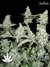 Auto Pineapple Express fem (Ананасовый экспресс) - автоцветущие феминизированные семена конопли от Fast Buds