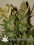 Auto Pineapple Express fem (Ананасовый экспресс) - автоцветущие феминизированные семена конопли от Fast Buds