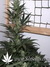 Auto Pineapple Express fem (Ананасовый экспресс) - автоцветущие феминизированные семена конопли от Fast Buds